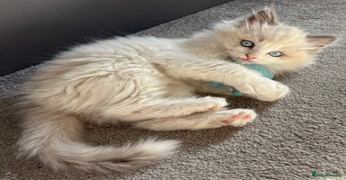 Ragdoll cats - Advert 6