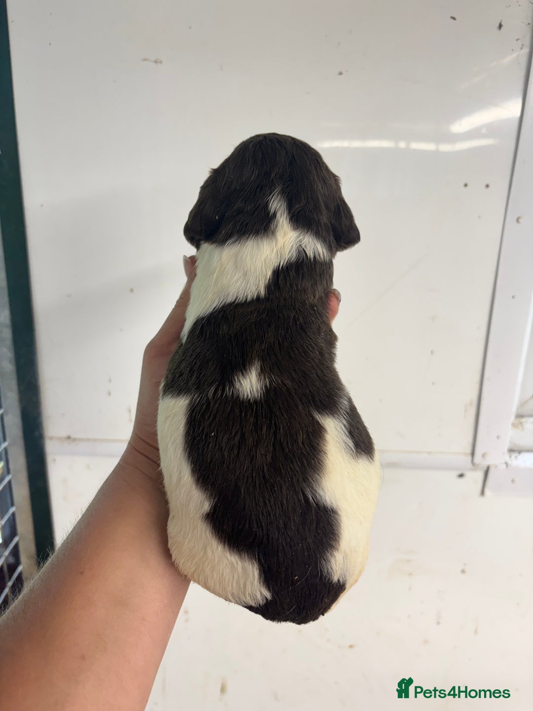 English Springer Spaniel dogs for sale: Kc Springer Spaniel Puppies - Image 8