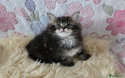 Maine Coon cats for sale: Stunning GCCF Maine Coon babies - Image 19
