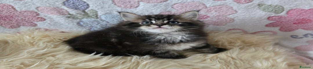 Maine Coon Kitten Bobby