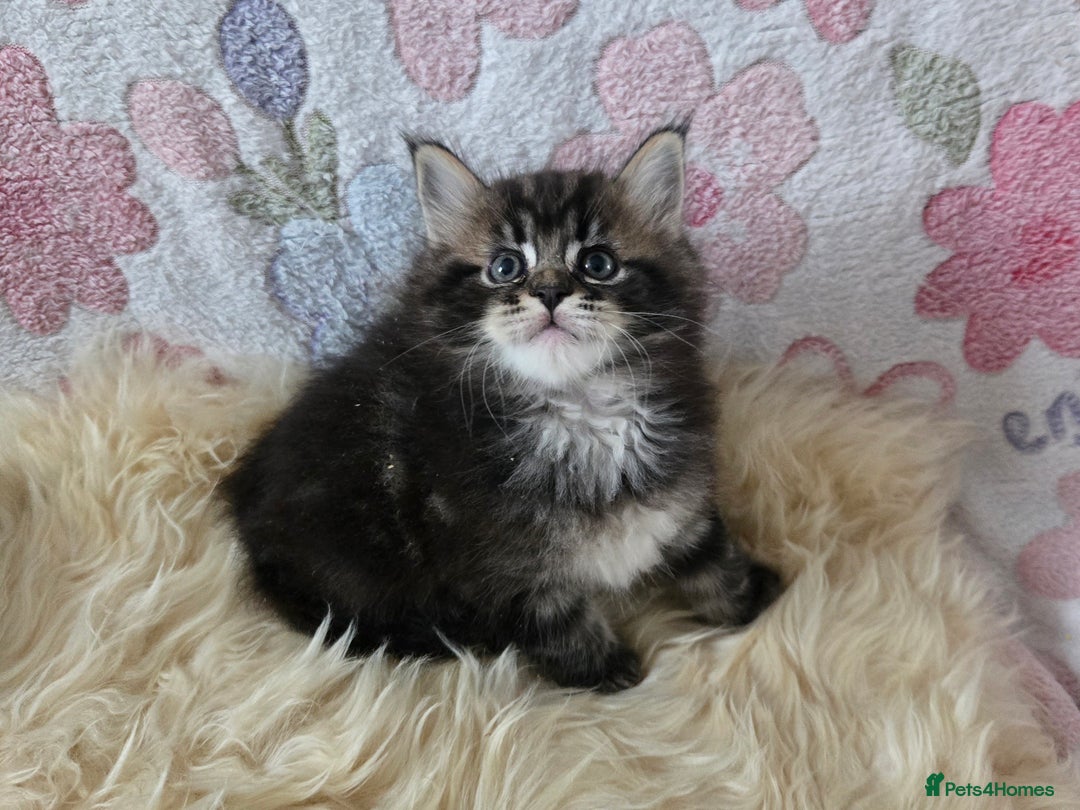 Maine Coon cats for sale: Stunning GCCF Maine Coon babies - Image 19