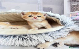 Scottish Fold cats for sale: Cute TICA pedigree kittens  - Image 4