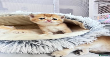 Scottish Fold cats - Advert 13