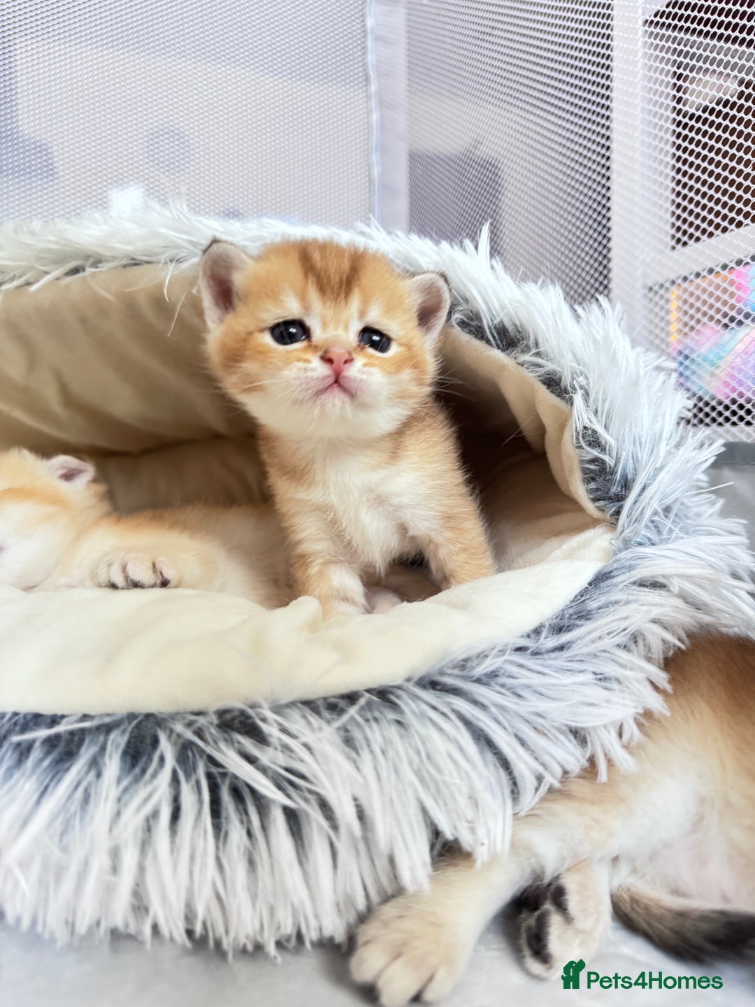 Scottish Fold cats for sale: Cute TICA pedigree kittens  - Image 4