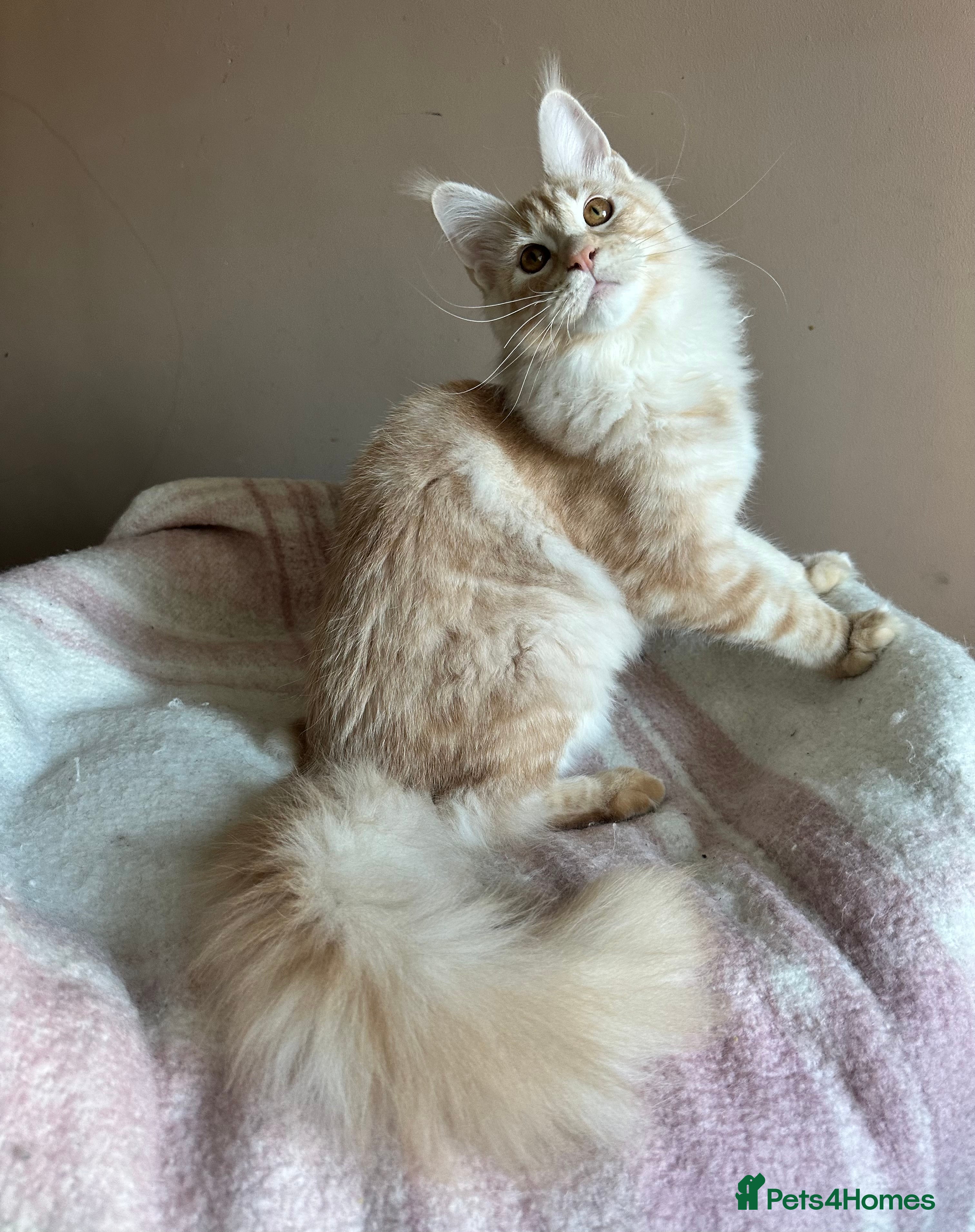 Maine Coon cats Pedigree Tica registered maine coon - Advert 2