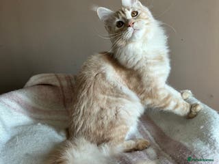 Maine Coon cats Pedigree Tica registered maine coon - Advert 14