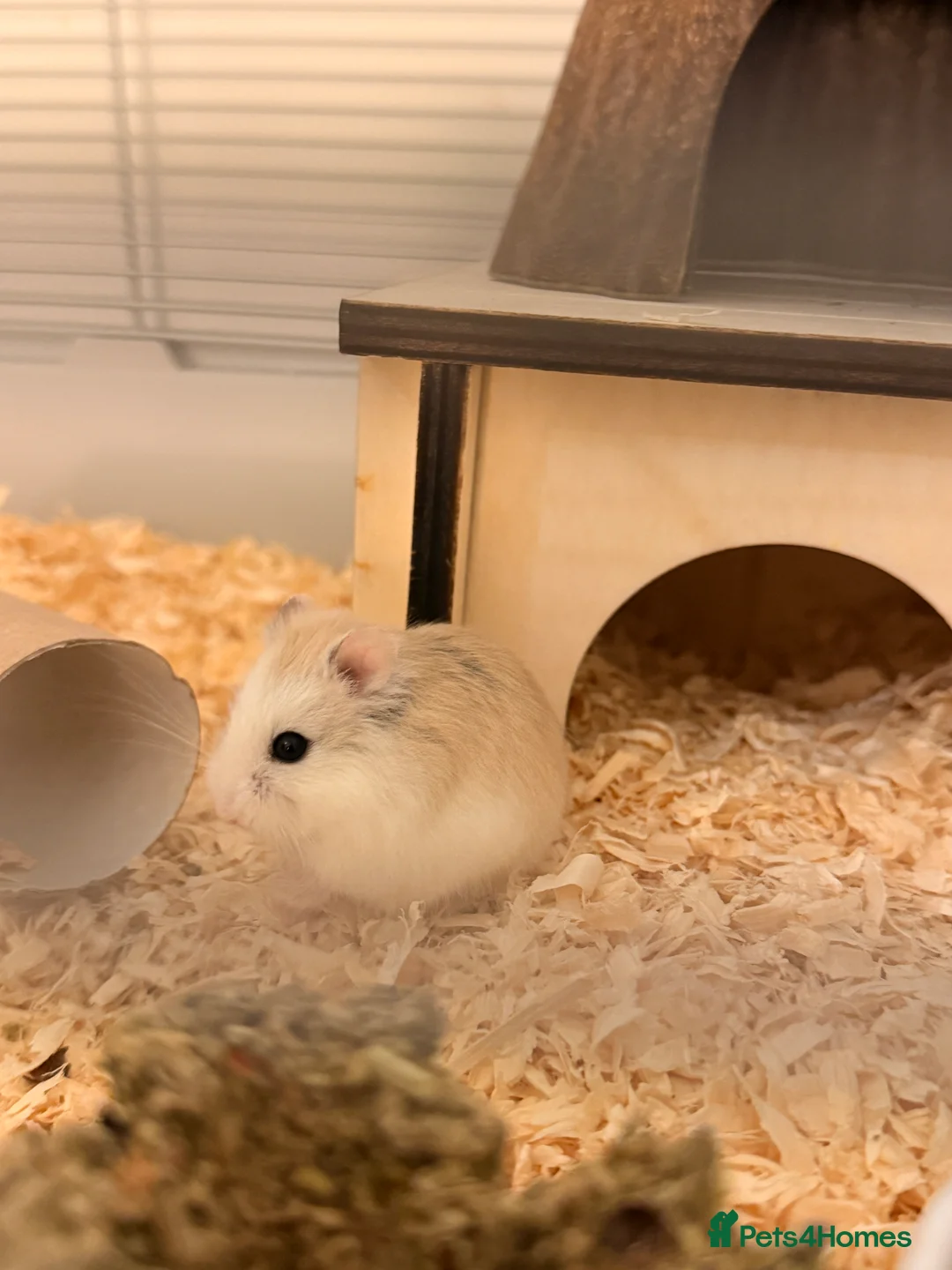 Hamster rodents for sale: Female Roborovski Hamster Looking for a good home. - Advert 2