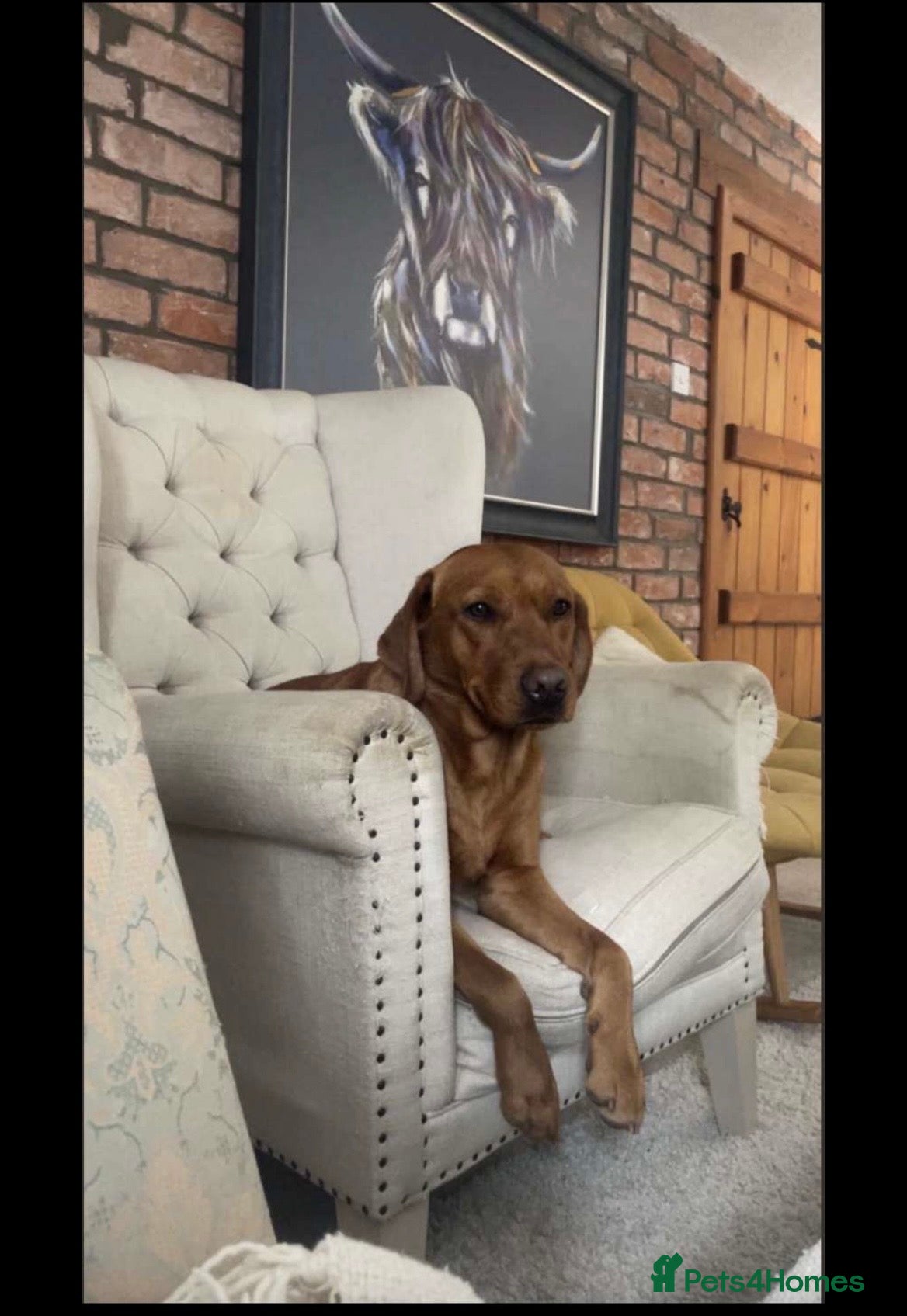 Labrador Retriever dogs Dark Fox Red Labrador Puppies - KC Registered  - Advert 1