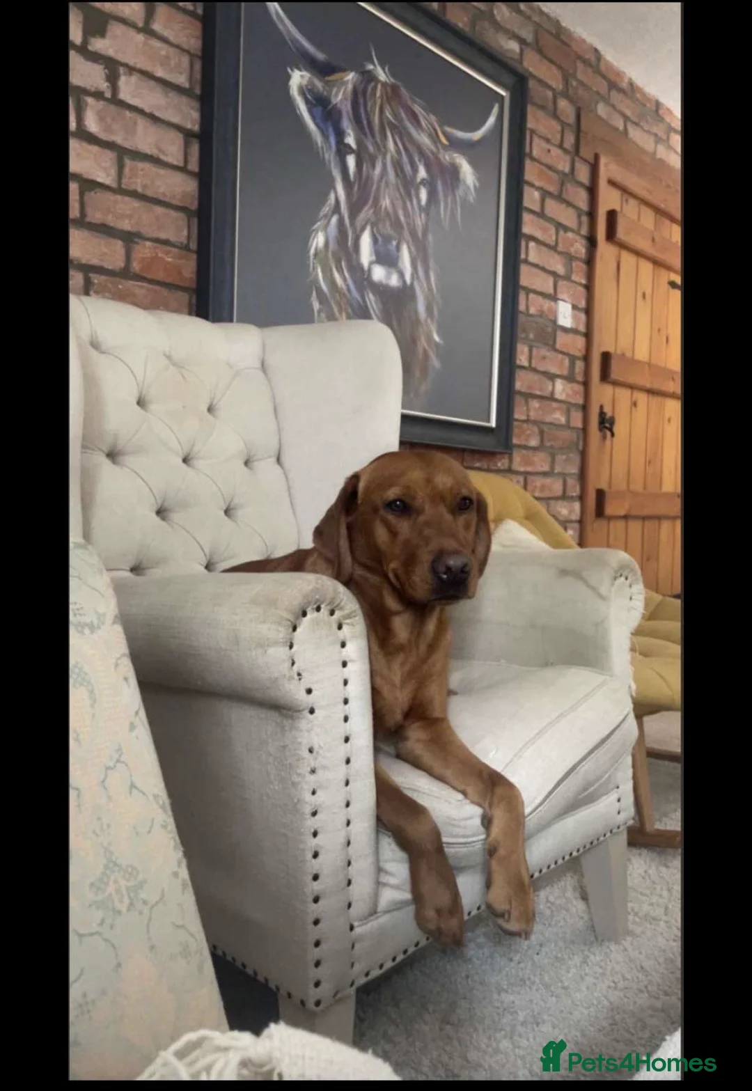 Labrador Retriever dogs for sale: Dark Fox Red Labrador Puppies - KC Registered  in Preston - Advert 1