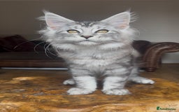 Maine Coon cats for sale: LRC MCS - ONE BLACK SMOKE FEMALE AVAILABLE - Image 11