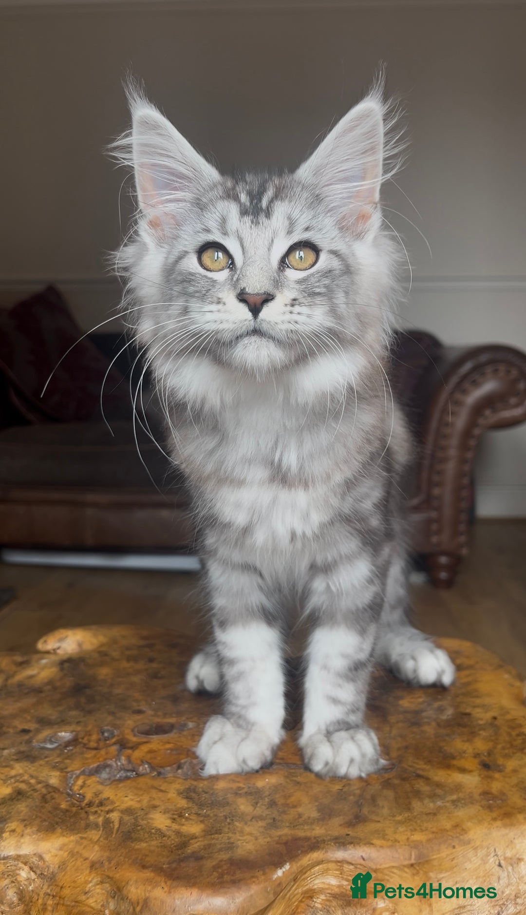 Maine Coon cats for sale: LRC MCS - ONE BLACK SMOKE FEMALE AVAILABLE - Image 11