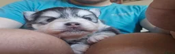 Pomsky dogs for sale: Mirco Pomsky Puppys For Sale - Advert 8