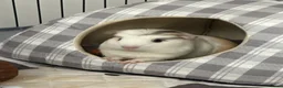 Guinea Pig rodents for sale: 2 Female Guinea pig sisters - Advert 27