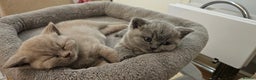 British Shorthair cats for sale: GCCF- BSH- Lilac boy and Blue girl - Advert 5