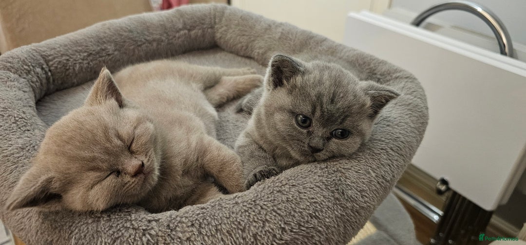 British Shorthair cats for sale: GCCF- BSH- Lilac boy and Blue girl - Advert 5