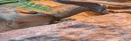 Gecko reptiles for sale: Viper Geckos Juveniles and Sub-Adults - Advert 3