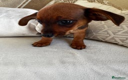 Miniature Dachshund dogs for sale: Miniature dachshunds - Image 26