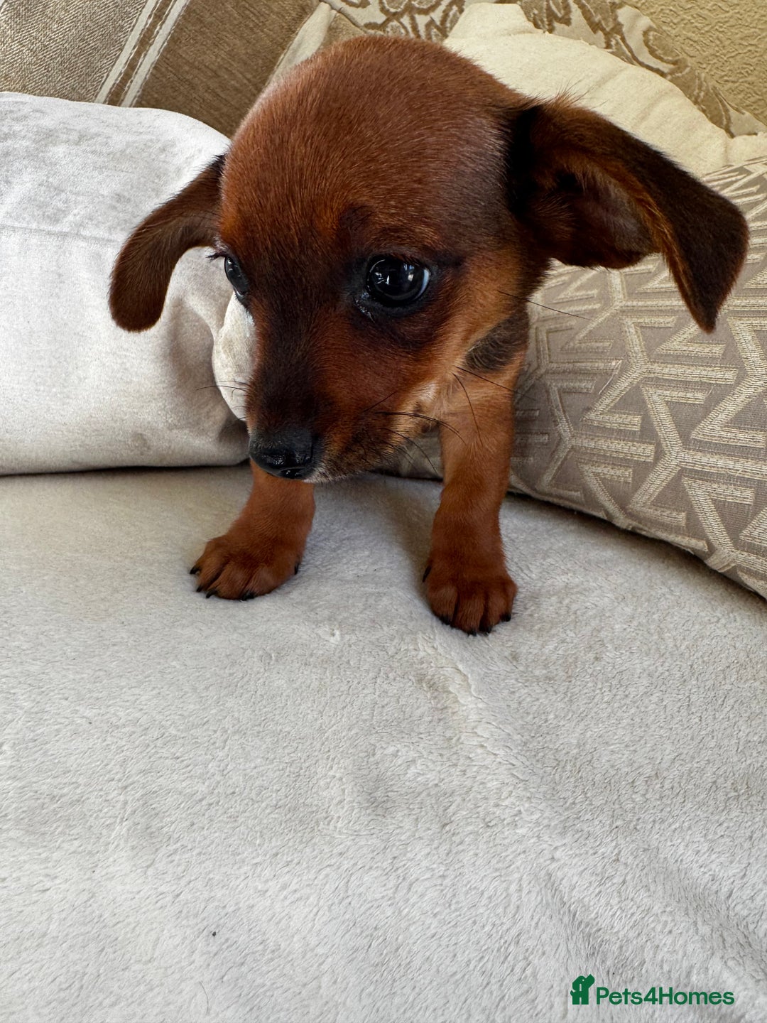 Miniature Dachshund dogs for sale: Miniature dachshunds - Image 26