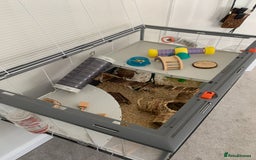 Hamster rodents for sale: Lovely Syrian Hamster  - Image 3
