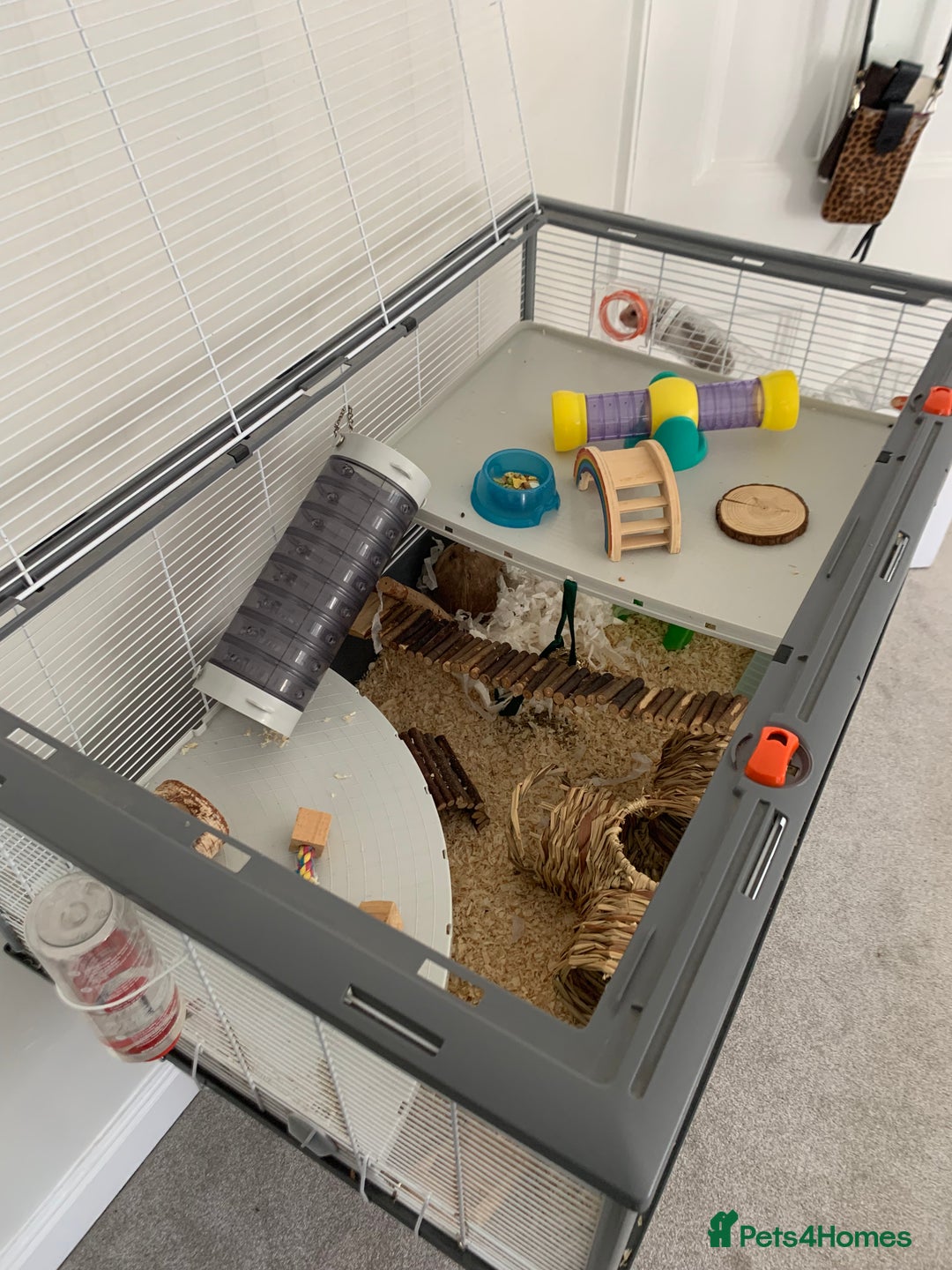 Hamster rodents for sale: Lovely Syrian Hamster  - Image 3