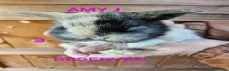 Mini Lop rabbits for sale: Mini lop babies  - Advert 5