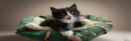 Mixed Breed cats for sale: Mixed Maine Coon Kittens in Richmond - Advert 30