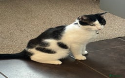 British Shorthair cats for sale: 2 Male kittens available  - Image 7