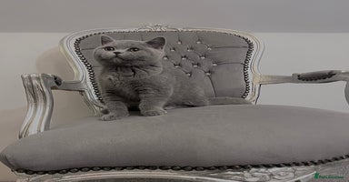 British Shorthair cats - Advert 14