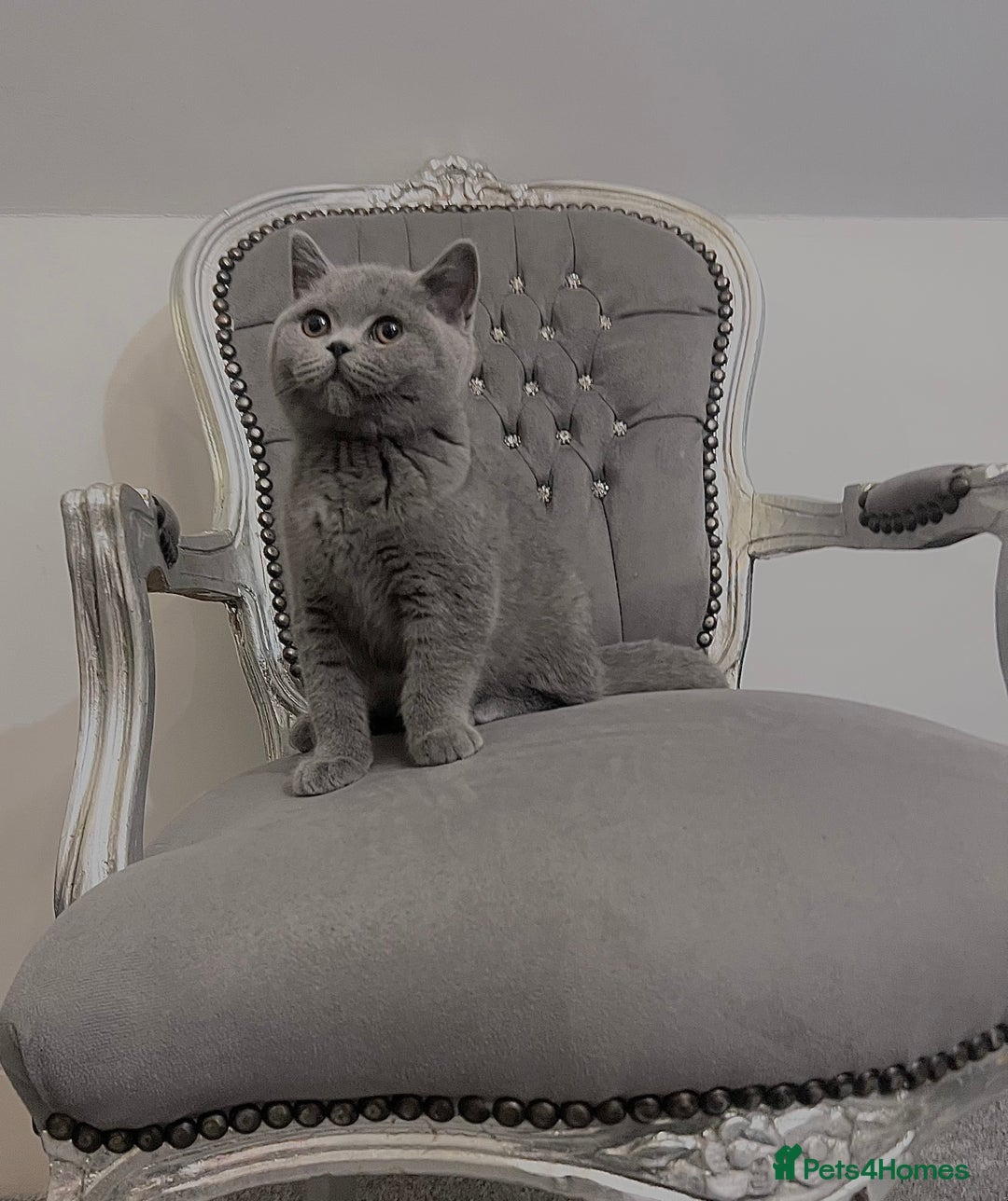 British Shorthair cats for sale: British blue shorthaired male & female kitten - Image 2