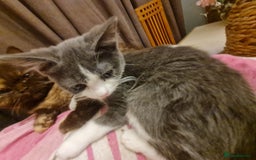 Mixed Breed cats for sale: Stunning  kittens looking  4 new home - Advert 13