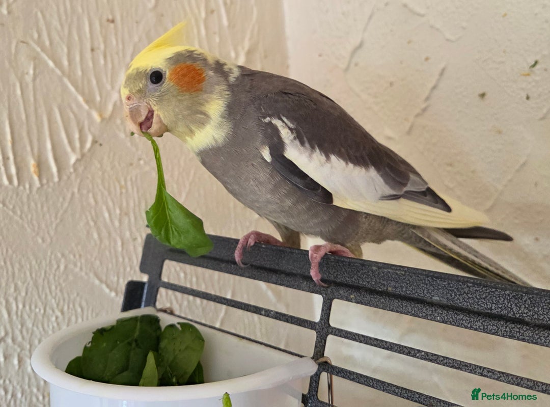 Cockatiels birds for sale: Fully weaned hand tame male baby cockatiel  - Image 6