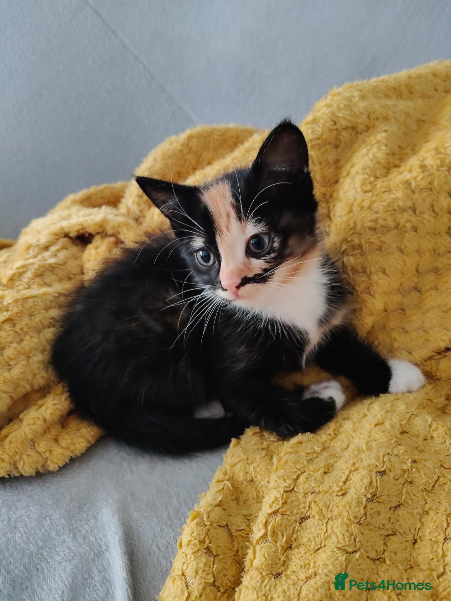 European cats for sale: Adorable Kittens  - Advert 3