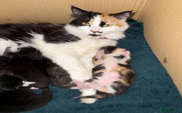 British Shorthair cats for sale: 3 x British Kittens. Ready for a loving home ❤️ - Image 6