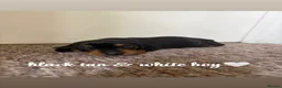Miniature Dachshund dogs for sale: Stunning miniature dachshund puppies - Advert 4