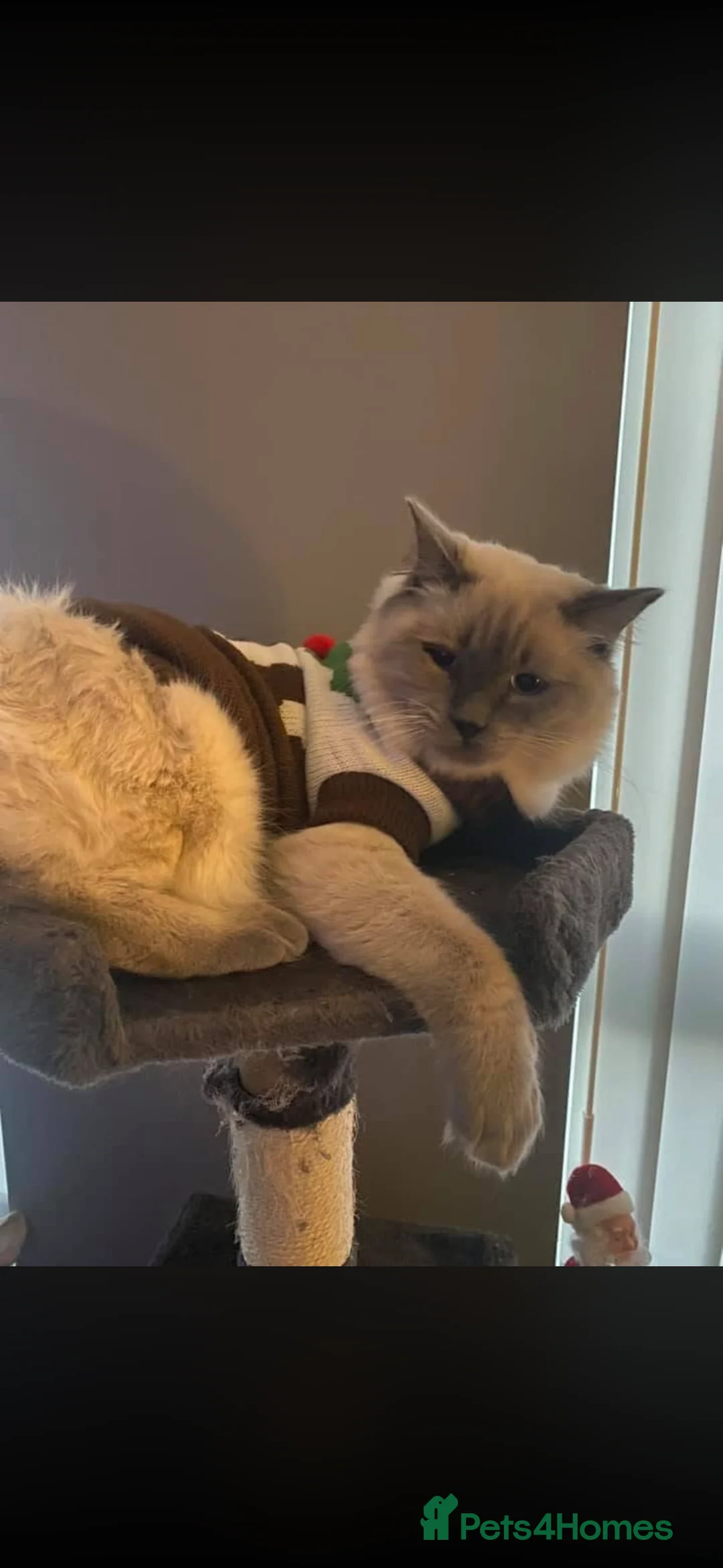 Ragdoll cats for sale: Ragdoll  in Sheffield - Advert 3
