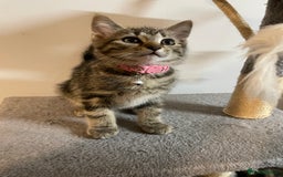 Mixed Breed cats for sale: Mix breed beautiful kittens - Image 16
