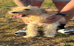 Labradoodle dogs for sale: 🐶 Labradoodle puppies for sale 🐶 - Image 15