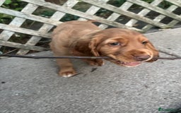 Cocker Spaniel dogs for sale: Health tested cocker spaniel pups - Image 5