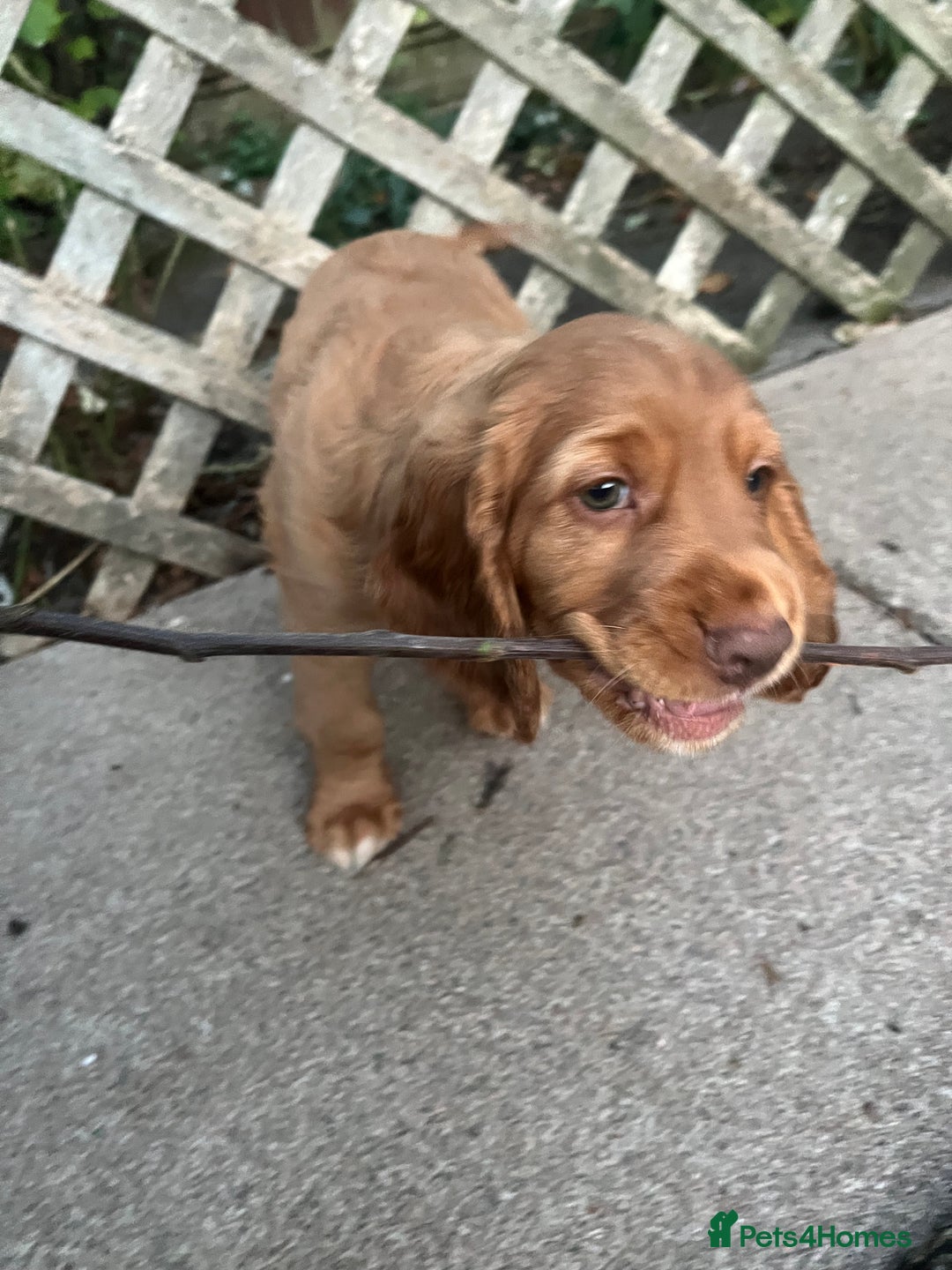 Cocker Spaniel dogs for sale: Health tested cocker spaniel pups - Image 5