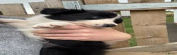 Border Collie dogs for sale: Male Border Collies - Advert 7