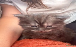 Maine Coon cats for sale: 🐾 Russian Maine Coon Kittens – TICA Registered 🐾 - Image 26