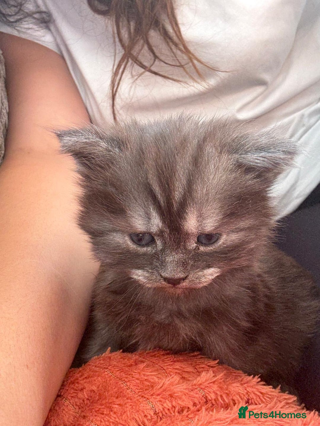 Maine Coon cats for sale: 🐾 Russian Maine Coon Kittens – TICA Registered 🐾 - Image 26