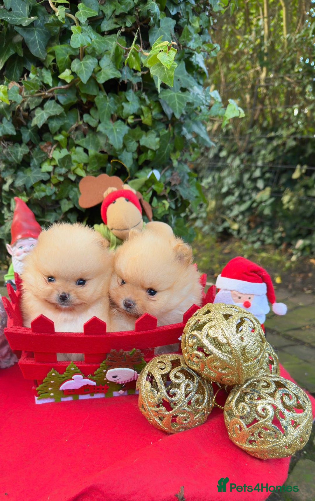 Pomeranian dogs for sale: Stunning Pomeranian Puppy Boys - Advert 1