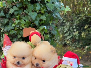 Pomeranian dogs Stunning Pomeranian Puppy Boys - Advert 1