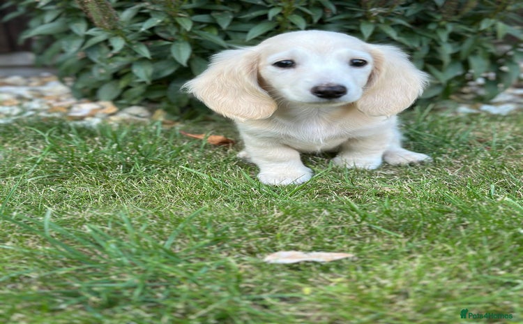 Miniature Dachshund dogs - Advert 5
