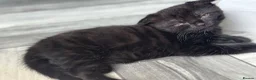 Scottish Fold cats for sale: Scottish fold kittens  in Dewsbury - Advert 22