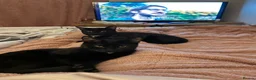 British Shorthair cats for sale: 11 month old black sisters.  in Eastleigh - Advert 9
