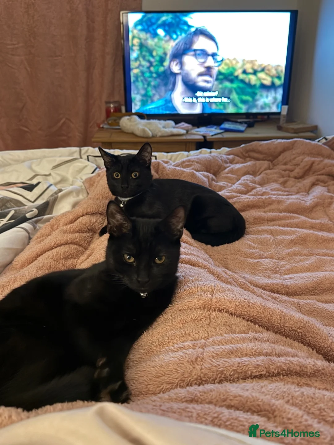 British Shorthair cats for sale: 11 month old black sisters.  in Eastleigh - Advert 9
