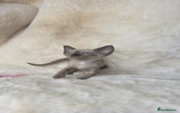 Devon Rex cats for sale: Devon Rex. 3 girls bominant blue eyes. All guts  - Image 4