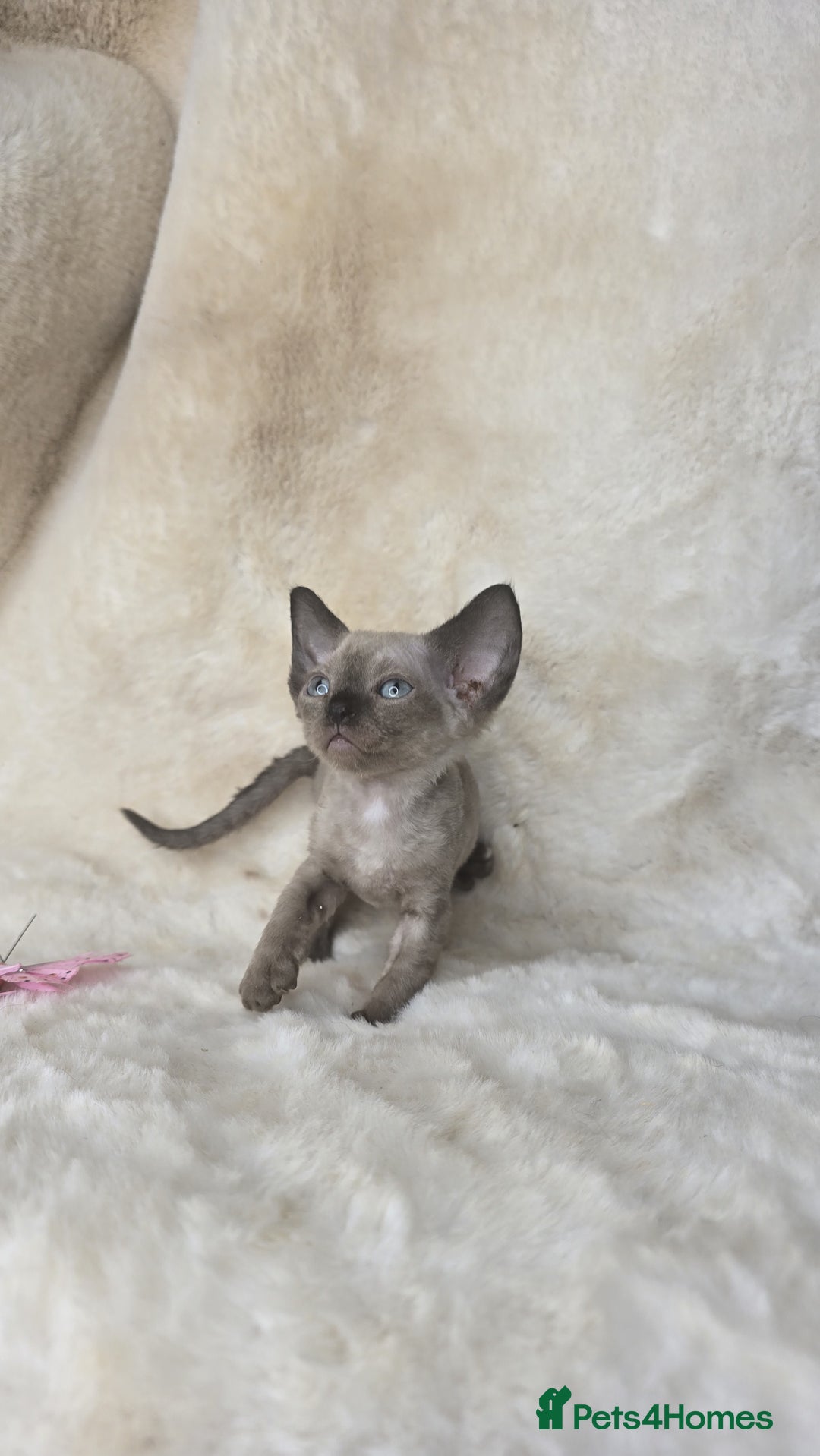 Devon Rex cats for sale: Devon Rex. 3 girls bominant blue eyes. All guts  - Image 4